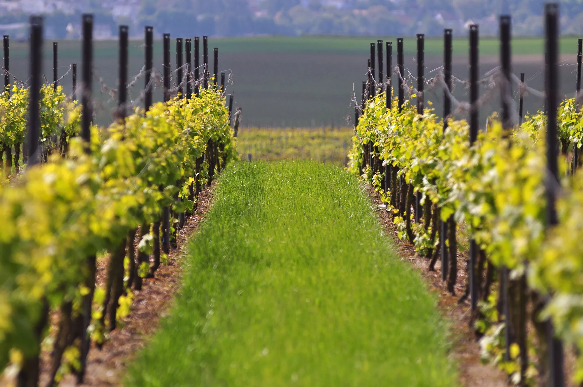Stammtisch Oktober im Weingut Boller-KonekStadecken-Elsheim